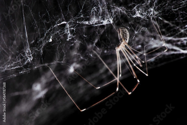 Obraz Spider On Its Web