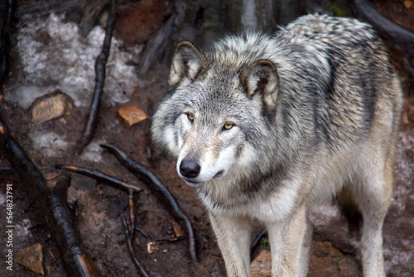 Obraz Grey wolf standing on snow