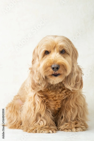 Fototapeta Happy Cockapoo dog sitting with doubt, suspicion on floor isolated white background. Puppy Cockapoo or adorable cocker mixed breeding animal (brown fur Cocker Spaniel, Poodle) Funny hairy canine
