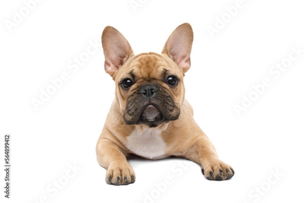 Fototapeta French bulldog lying with paws, looking in camera on isolated white background, front view