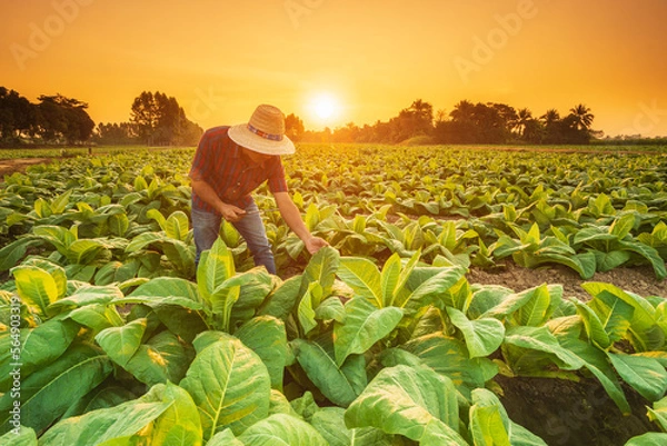 Fototapeta Farmer working in the field of tobacco tree and using smartphone to find an infomation to take care or checking on tobacco plant after planting. Technology for agriculture Concept