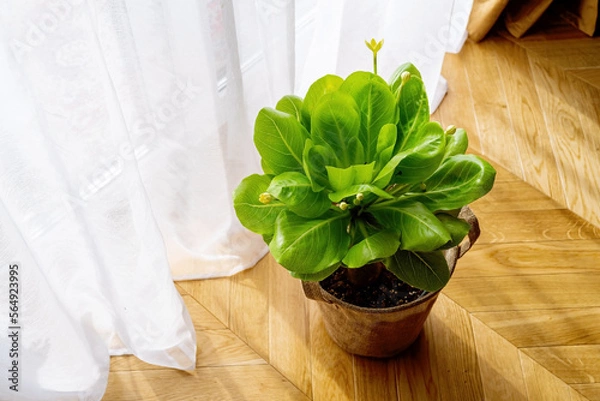 Fototapeta Hawaiian palm (Brighamia insignis) growing and blooming in flower pot. This houseplant is called olulu or cabbage on a stick. Endangered species 