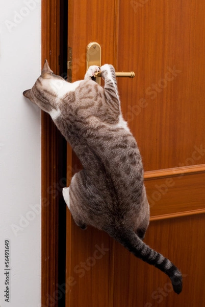 Obraz kot włamywacz