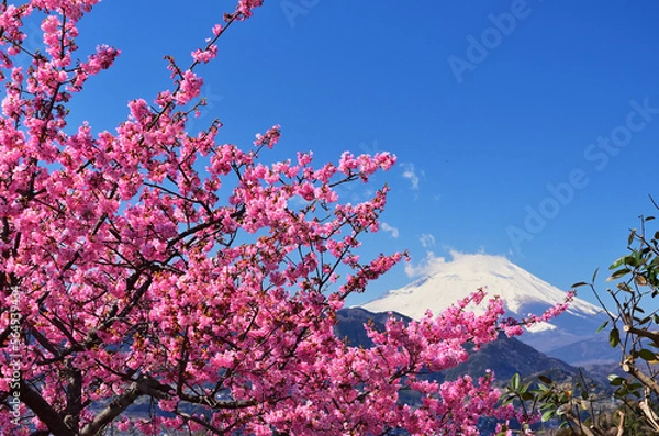 Obraz 西平畑公園から見る冠雪の富士山と河津桜と青空