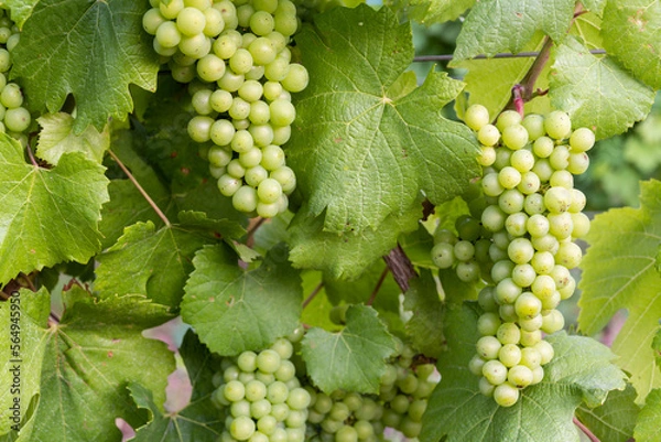 Obraz Chardonnay Grapes