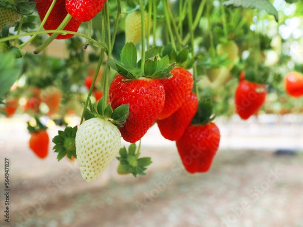 Obraz Flying strawberries from Israel