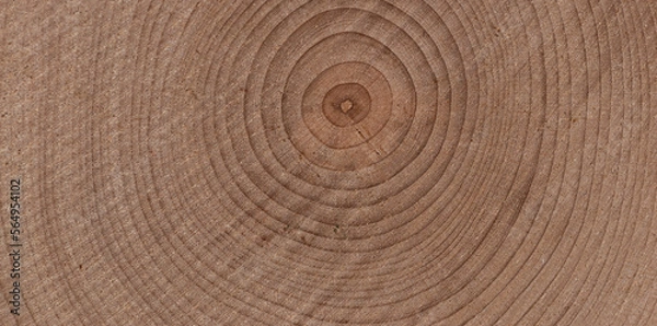 Fototapeta 美しい木の断面