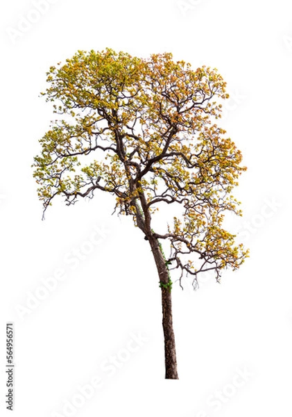 Obraz Isolated single tree greenery botanical