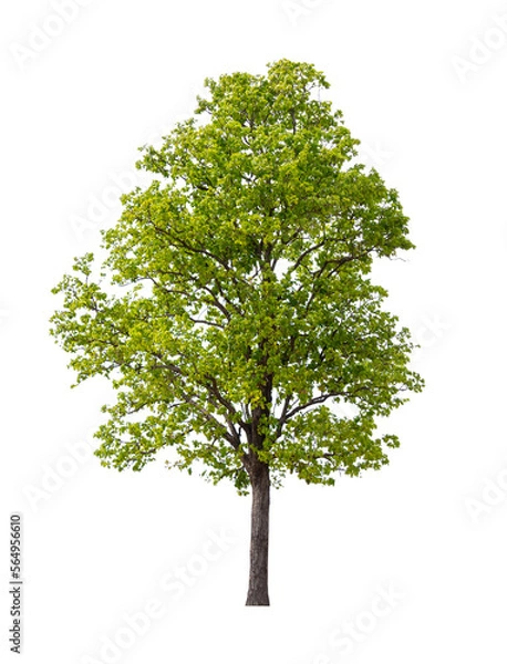 Obraz Isolated single tree greenery botanical