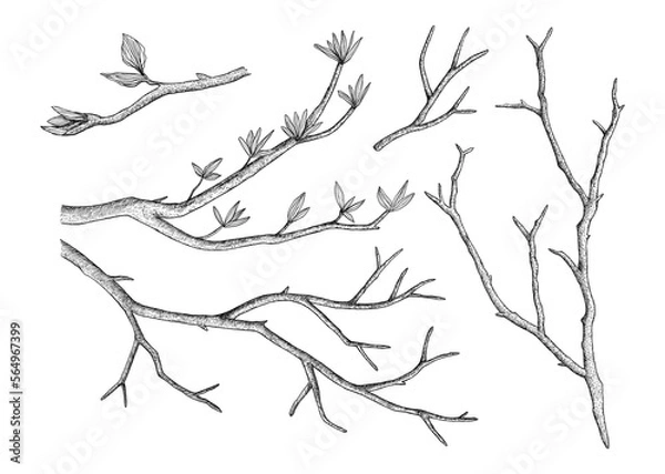 Fototapeta A set of tree branches. Hand-drawn in the style of engraving.