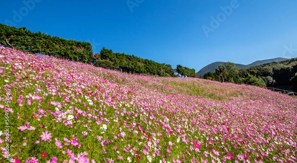Obraz コスモス畑　秋のイメージ