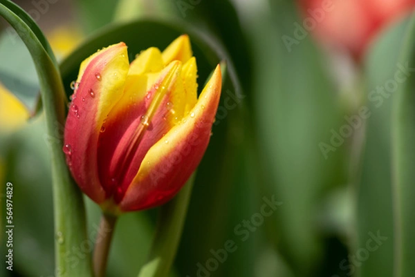 Obraz チューリップの花　春のイメージ