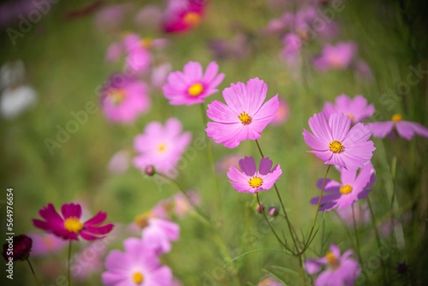 Fototapeta コスモス畑　秋のイメージ