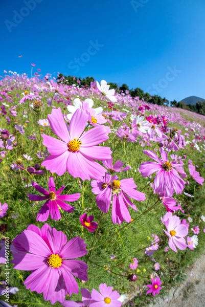 Fototapeta コスモス畑　秋のイメージ