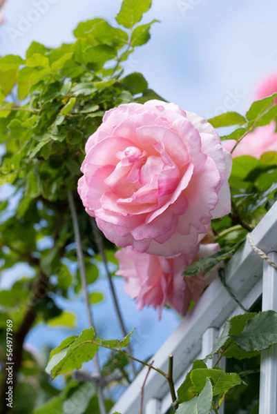 Fototapeta バラの花　屋外撮影