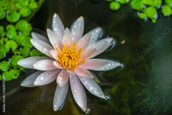 Fototapeta 睡蓮の花　初夏のイメージ　和風ビオトープ