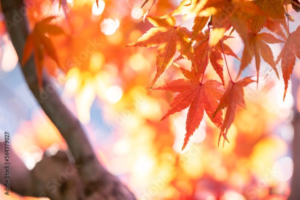 Fototapeta 紅葉　秋の和風イメージ