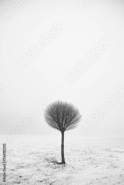 Obraz Tree in the snow
