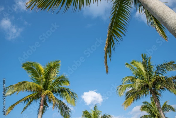 Fototapeta ヤシの木