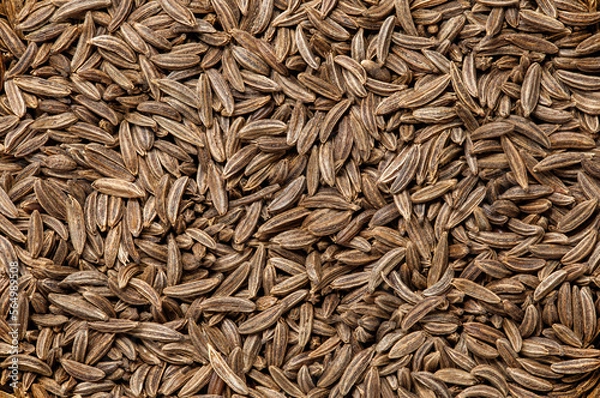 Fototapeta Cumin grains, background uniform texture, bunch in bulk close-up macro top view