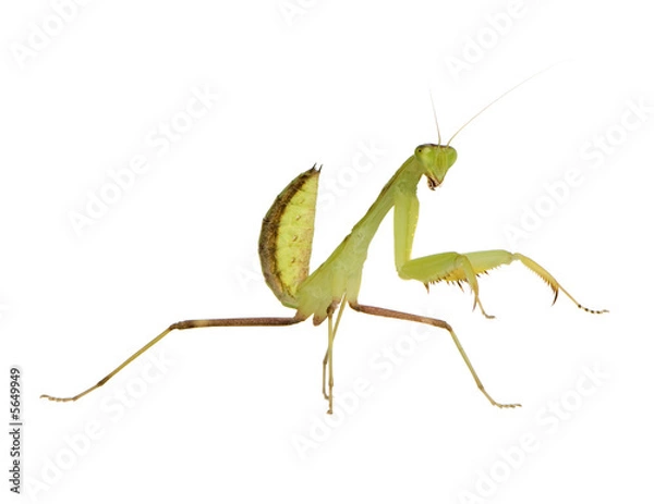 Obraz Young praying mantis - Sphodromantis lineola