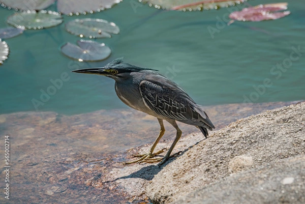 Obraz Grey heron close up portrait