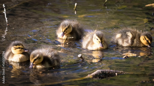 Obraz Cute mallard ducklings swimming in stream