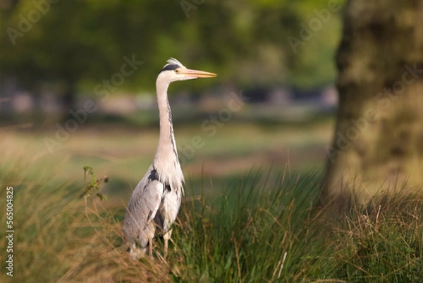Obraz Grey heron in parkland 