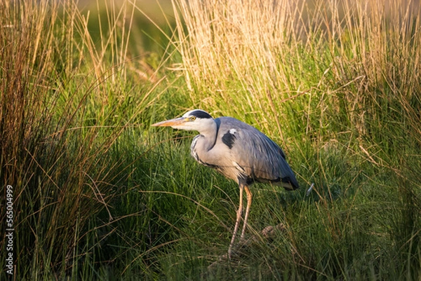 Obraz Grey heron among reeds by water