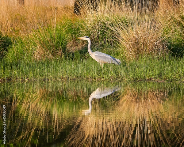 Obraz Grey heron reflected in water poised fishing