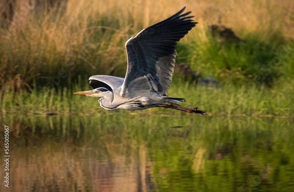 Obraz Grey heron in flight over water