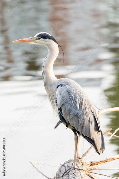 Obraz Grey heron perched on one leg on a log by the River Thames