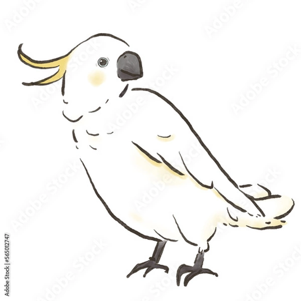 Fototapeta かわいいキバタンのイラスト1