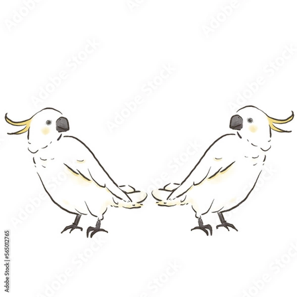 Fototapeta 見つめ合う二羽のキバタン