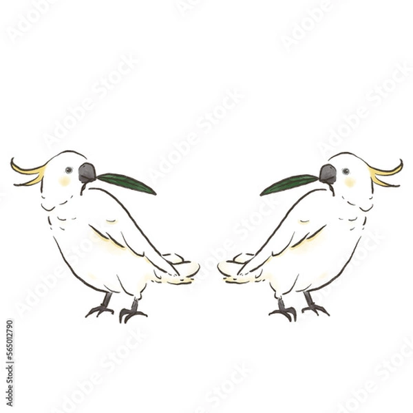 Obraz 葉っぱを咥えて見つめ合うキバタン