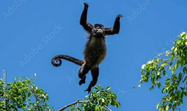Fototapeta Howler monkey jump