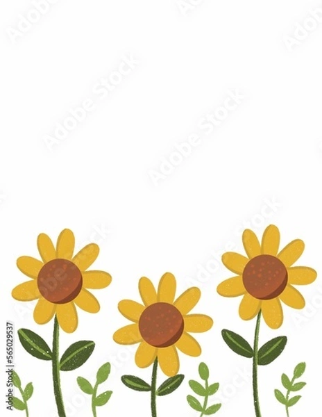 Obraz sunflower on white background