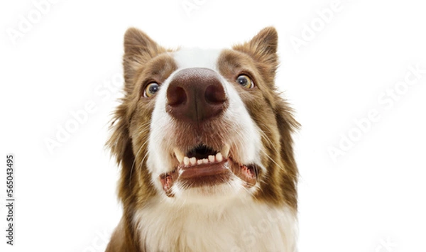 Obraz Funny surprised border collie dog looking with funny expression face showing its teeth. Isolated on white background