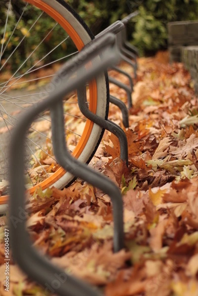 Fototapeta bench in the park