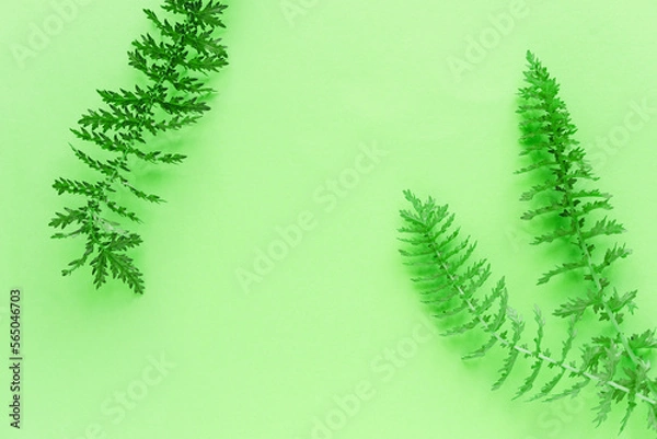 Fototapeta green leaves on a gentle pastel green background. Universal spring background with leaves.