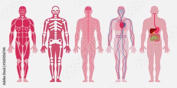 Fototapeta Human body anatomy. A set of: muscular, skeletal (skeleton, bones), nervous, circulatory (cardiovascular), digestive systems of a person. Vector illustration.