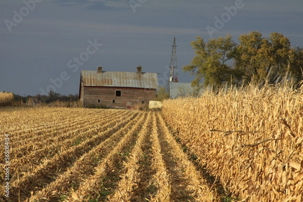 Fototapeta Rows of harvested and non harvested corn field leads your eye into an old wood barn with a windmill tower in a rural farm yard.