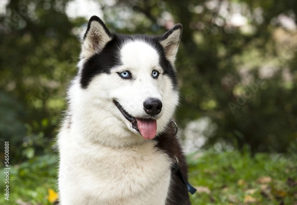 Obraz siberian husky posing