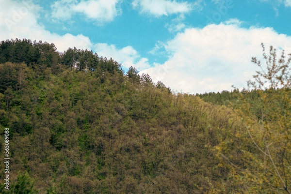 Obraz forest in the mountains