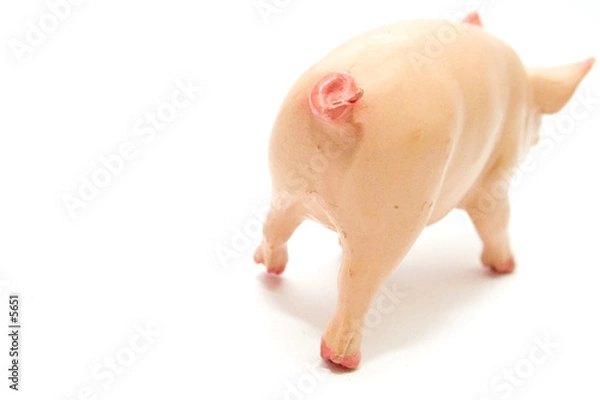 Fototapeta la queue du cochon
