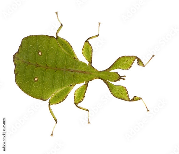 Fototapeta leaf insect, Phylliidae - Phyllium sp