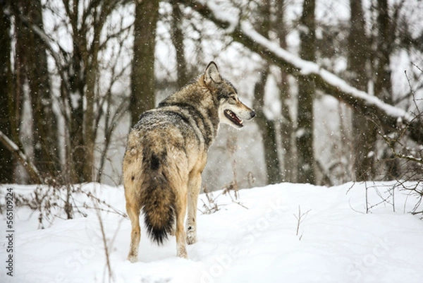 Fototapeta Gray Wolves in the snow
