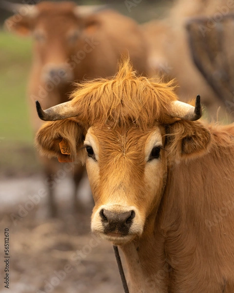 Fototapeta Vaca Arouquesa