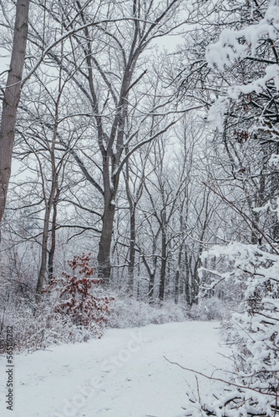 Obraz Winter In Penn Yan