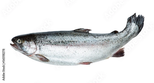 Fototapeta Fresh salmon isolated on transparent background. PNG format	
